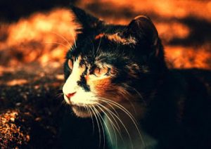 beautiful cute cat