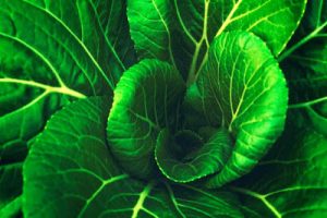 cabbage