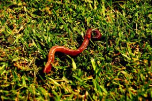 earthworm
