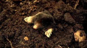 Mole