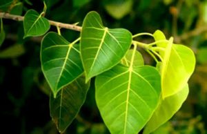 Peepal leaves