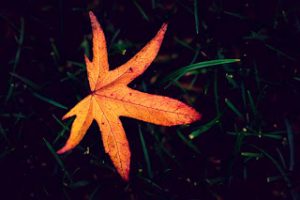 broken autumn leaves