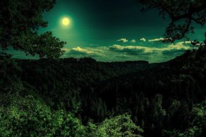 moon shining in the dark forest night