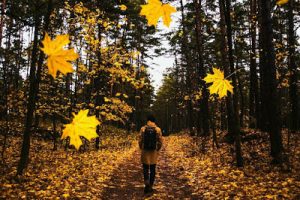 person walking alone in the woods
