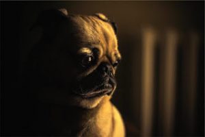 sad dog