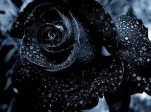 black rose