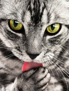 Cat eyes