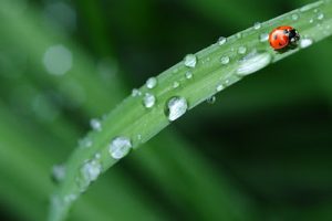dew drops