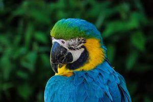 Parrot