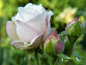 rose with dew drops