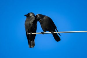 crows