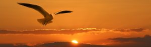 flying bird