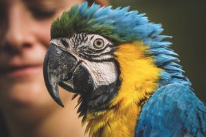Parrot with a girl