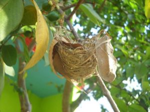 bird nest