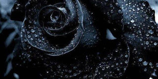 black rose