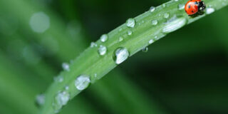 dew drops