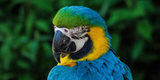 Parrot