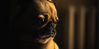 sad dog