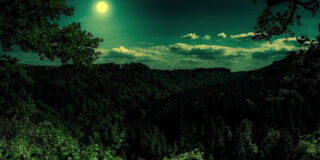 moon shining in the dark forest night