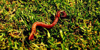 earthworm